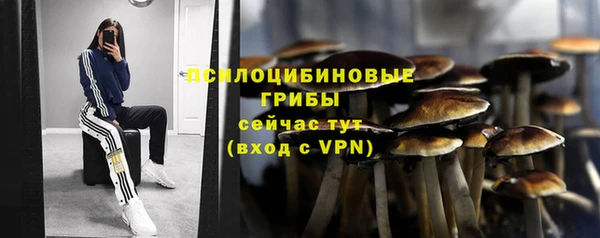 индика Богданович