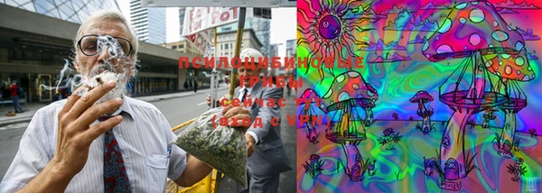 индика Богданович